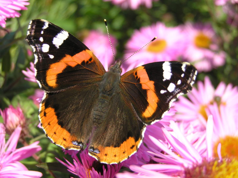 Farfalle Insetti Appartenenti All Ordine Dei Lepidotteri
