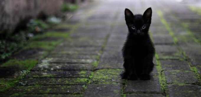 toby gatto nero solo