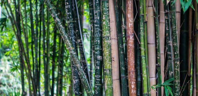 parco bambù italia
