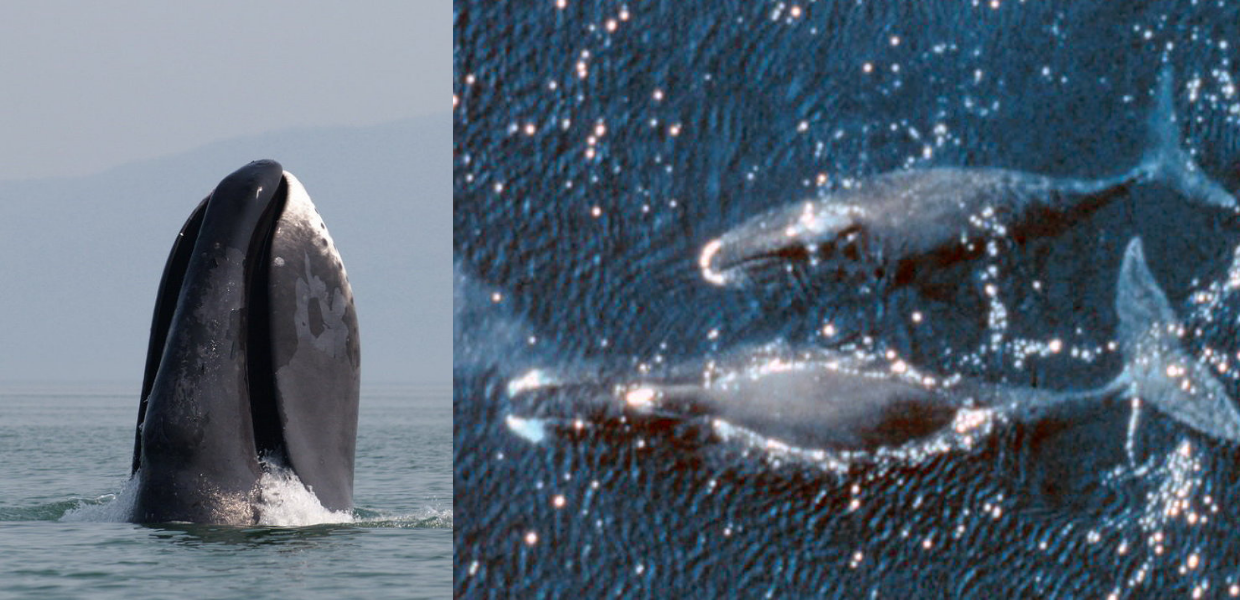 balene artiche ghiacciai