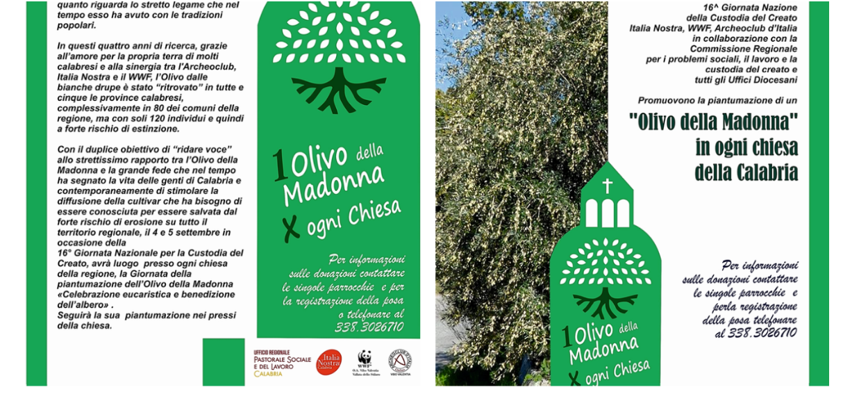 Calabria, ritrovato l'Olivo della Madonna: ora un progetto per salvare  l'albero in via di estinzione