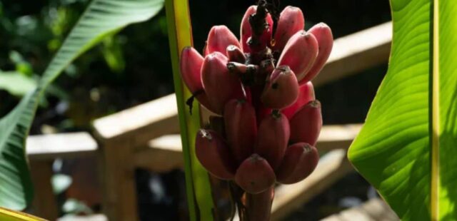 Il “falso banano” che potrebbe sfamare il mondo. Il frutto arriva dall’Africa
