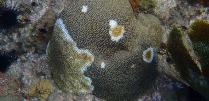 epidemia coralli caraibi
