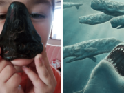 bambino dente di squalo megalodonte
