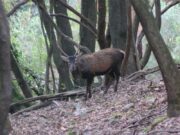 Sardegna, una petizione per tutelare il cervo sardo. Deliperi (GrIG): "No a piani di abbattimento"