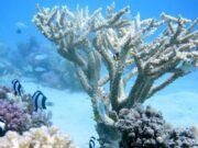 coralli respiro nanoparticelle