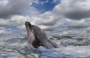 Arriva l'estate e i delfini salutano la Sardegna
