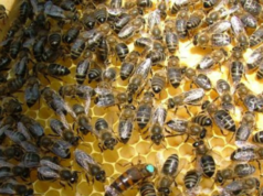 giornata mondiale api greenpeace lombardia