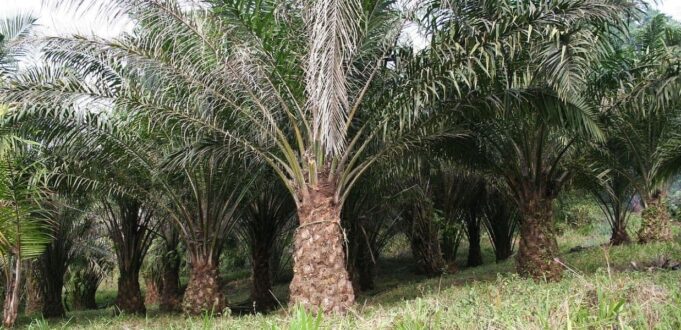 greenpeace olio di palma