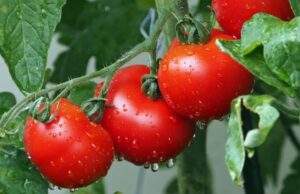 Arriva il nuovo pomodoro "biofortificato" contro la carenza di Vitamina D