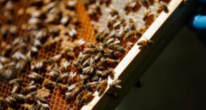 Giornata mondiale delle api: alla scoperta della perfezione nell’apiario di Parco Pallavicino