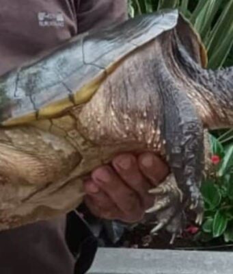 roma tartaruga azzannatrice catturata