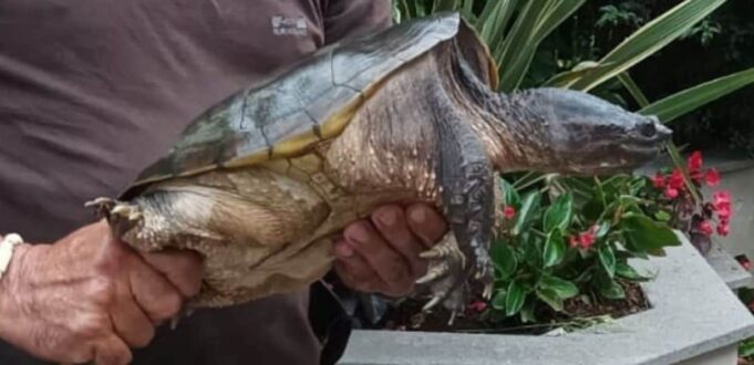 roma tartaruga azzannatrice catturata