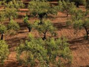 Sardegna, prima Isola green e bio entro il 2030