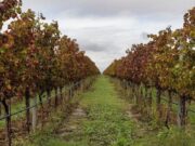 "Sella & Mosca", eccellenza vinicola sarda in prima linea nella tutela della biodiversità