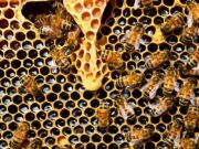 Adottare un alveare con Terrantiga, storico consorzio degli apicoltori di Sardegna