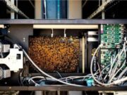 Ambiente, nel progetto BG4SDGs – Time to Change il fotografo Guindani "cattura" le api per Banca Generali