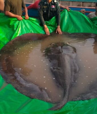 Scoperta una pastinaca gigante di 300 chili: è il pesce d'acqua dolce più grande del mondo