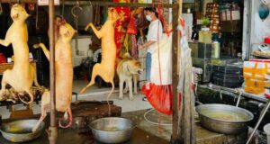 cina festival yulin cani gatti