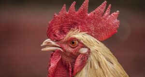 Il canto dei galli disturba? E in Italia partono lettere di minacce ai proprietari e petizioni