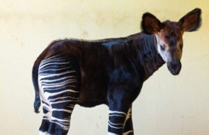 cucciolo okapi italo