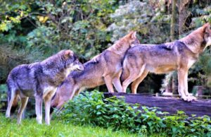 Bologna, un branco di lupi uccisi dal veleno nel Parco di Monte Sole
