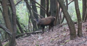 Sardegna, raccolte già oltre 75mila firme per tutelare il Cervo sardo