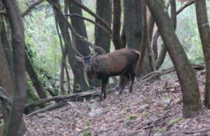 Sardegna, raccolte già oltre 75mila firme per tutelare il Cervo sardo