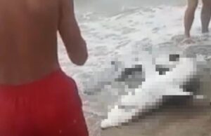 Sardegna, squalo trascinato sulla riva per scattare i selfie: l'ira degli animalisti