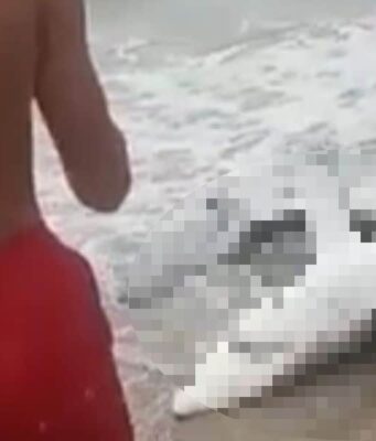 Sardegna, squalo trascinato sulla riva per scattare i selfie: l'ira degli animalisti