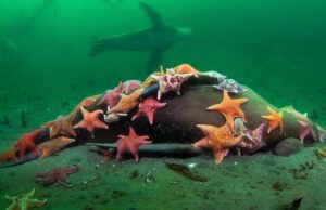 Una famiglia di stelle pipistrello mangia un leone marino: la foto vince un premio