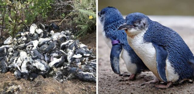 pinguini morti in nuova zelanda