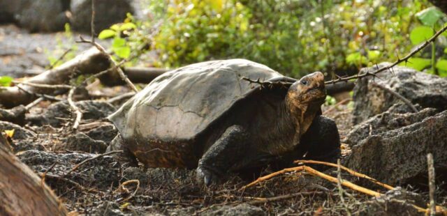 Ecco Fernanda, la tartaruga delle Isole Galapagos considerata estinta da oltre un secolo