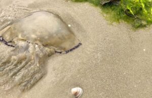 Lazio, le meduse invadono anche le spiagge di Fregene e di Santa Marinella