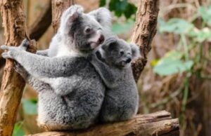 australia moria koala
