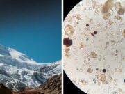 batteri ghiacciai tibet pericolo epidemia