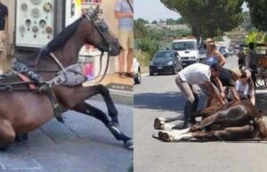 Cavalli uccisi dal caldo mentre trainano le carrozze. Gli animalisti: "Intervenga il governo"