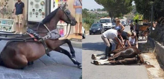 Cavalli uccisi dal caldo mentre trainano le carrozze. Gli animalisti: 