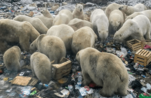 orsi polari rifiuti riscaldamento globale