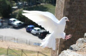 A Pescara stop al volo delle colombe "nuziali". Ecco il motivo