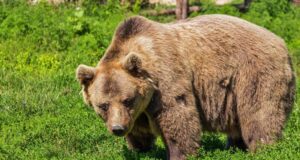abbagttimento orsi bruni in slovenia