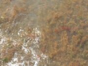 Alghe rosse a Baia Felice, gli esperti: "Fenomeno causato dalla mano dell'uomo"