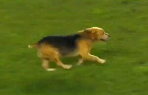Cile, ritrova il cane scomparso grazie a una partita di calcio in TV. Il video