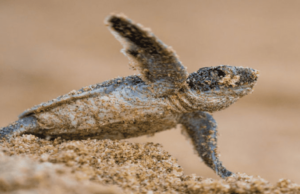 clima Florida tartarughe marine femmine
