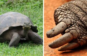 Ecuador, aperta un'inchiesta dopo la morte sospetta di quattro tartarughe giganti