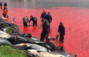 In Giappone torna la caccia ai delfini: per sei mesi i cetacei saranno uccisi senza pietà