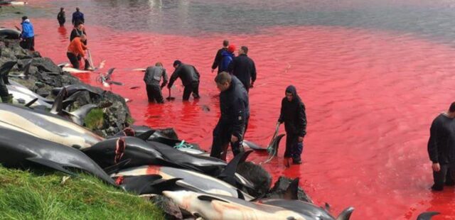 In Giappone torna la caccia ai delfini: per sei mesi i cetacei saranno uccisi senza pietà