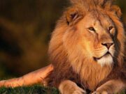 Il 10 agosto è la Giornata Mondiale del leone, re della savana