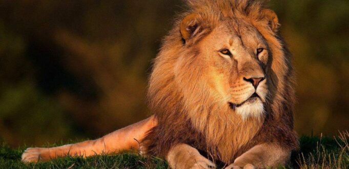 Il 10 agosto è la Giornata Mondiale del leone, re della savana