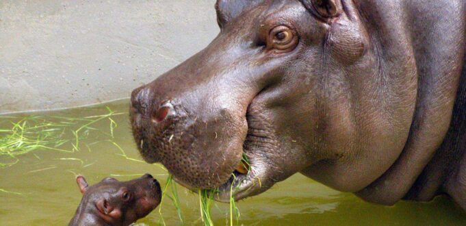 ippopotami appello specie minacciate